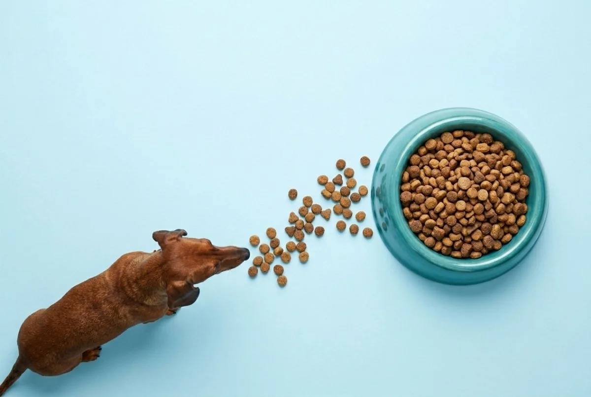 Dachshund eating kibble from a bowl