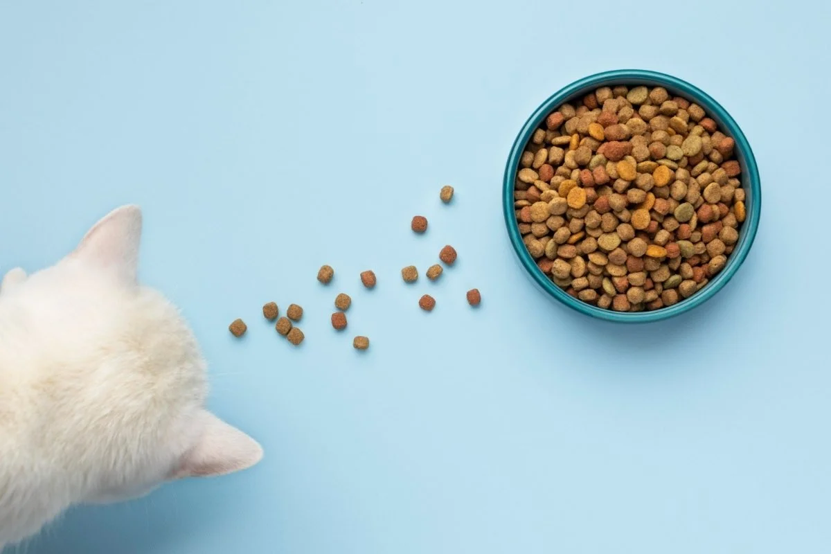 White cat approaching a bowl of dry pet food kibble White cat approaching a bowl of dry pet food kibble